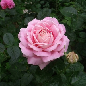 Rose pâle - rosiers hybrides de thé